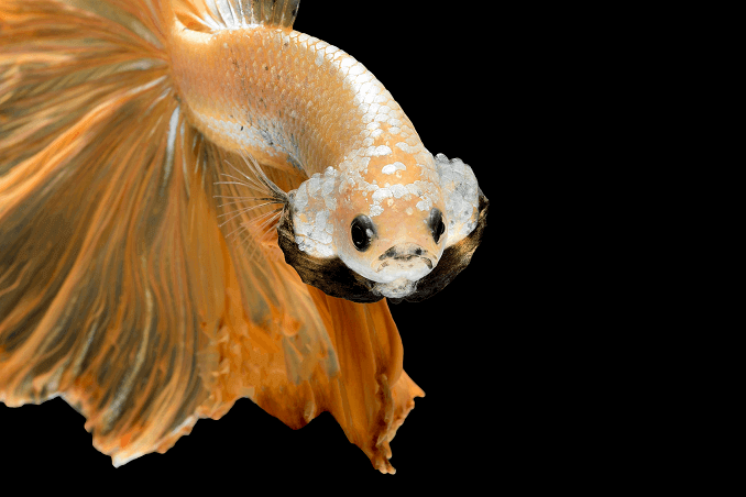 „Crowntail Betta“ išvaizda