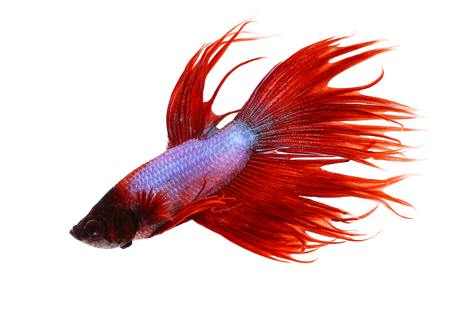 Elgesys „Crowntail Betta“
