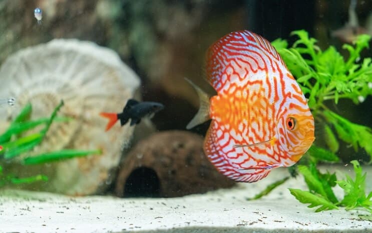 „Discus Fish Tank Mates“
