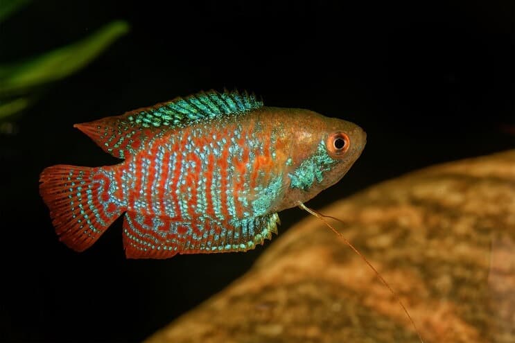 Nykštukas Gourami