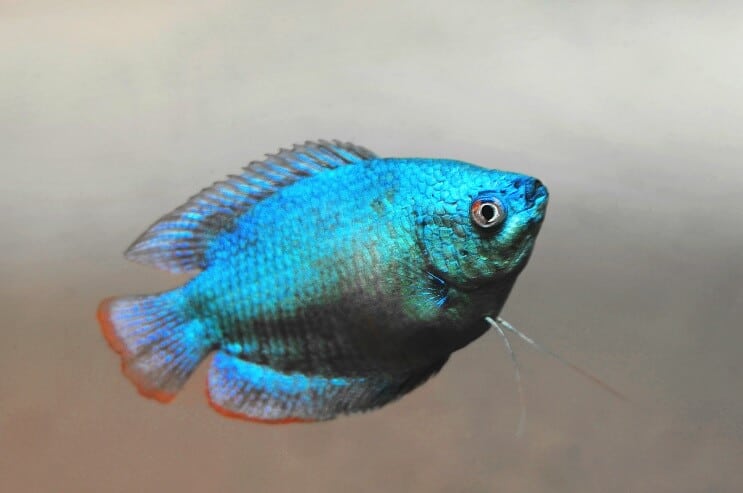 Nykštukas Gourami išvaizda