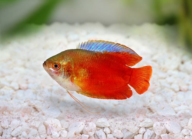 Liepsnos nykštukas Gourami