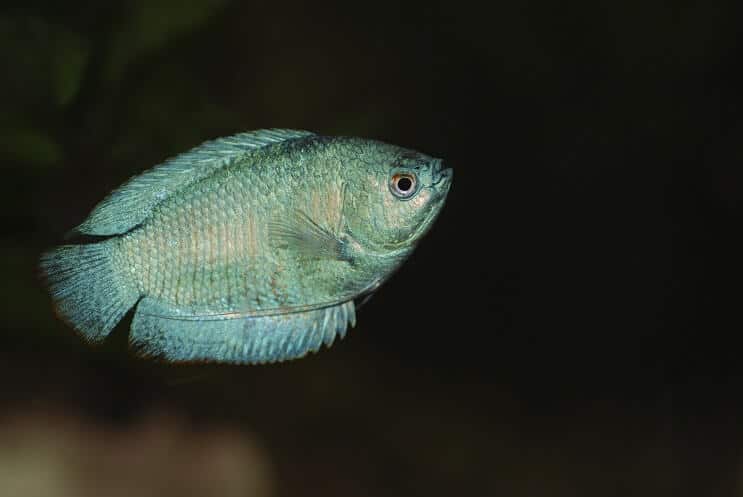 Nykštukas Gourami Plaukimas