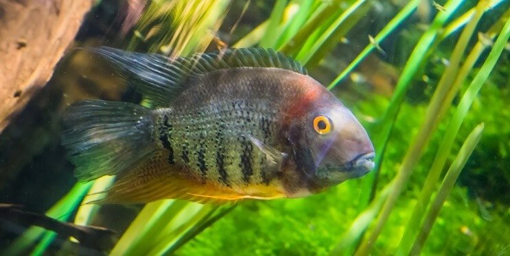Juosta Cichlid