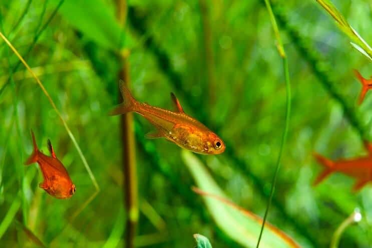 „Ember Tetra“ plaukimas