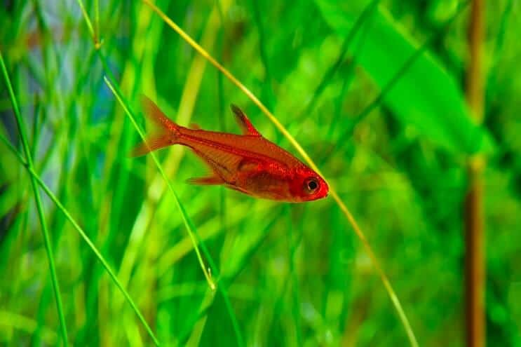 Ugnis „Tetra“