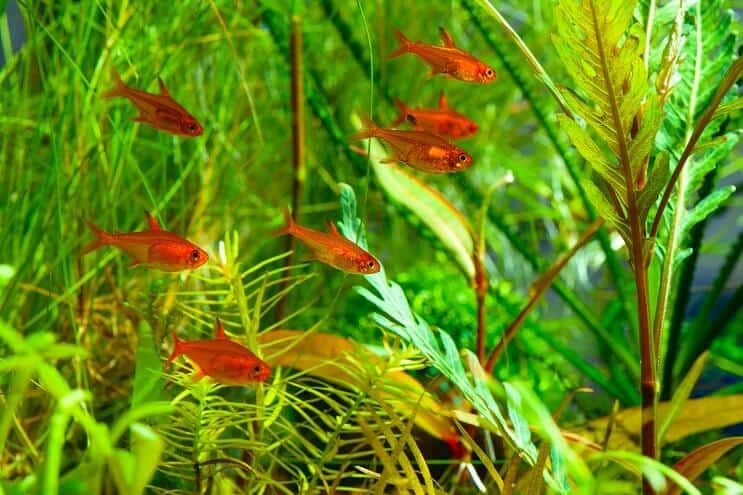 „Ember Tetra“ tankų draugai