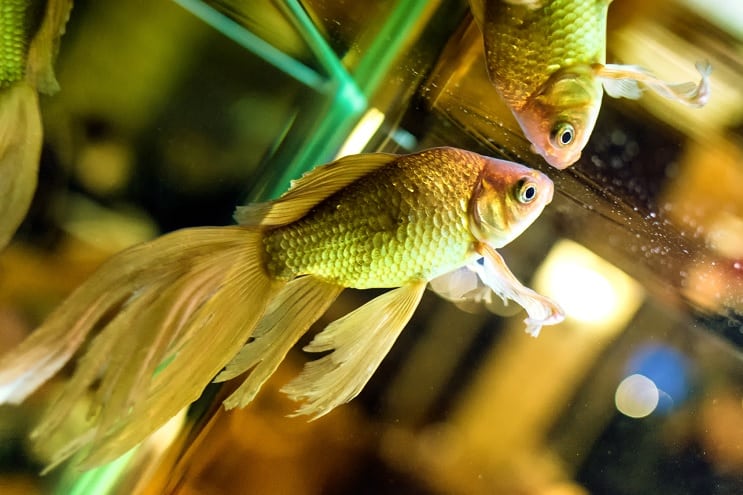 „Fantail Goldfish“