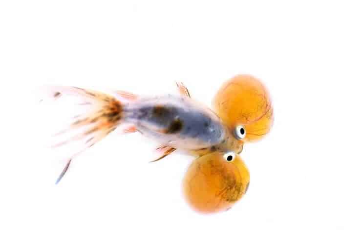 „Bubble Eye Goldfish“