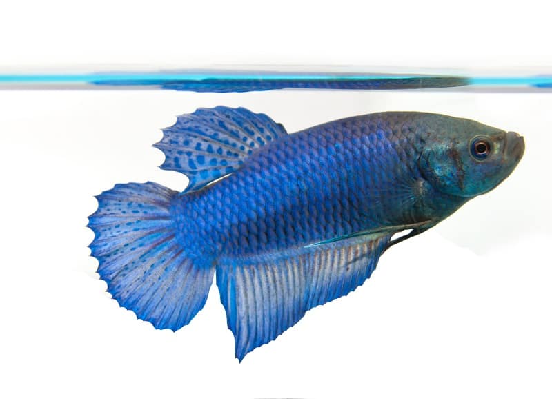 Betta žuvų patelės