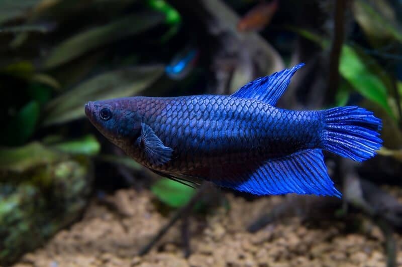 Patelė Betta Fish