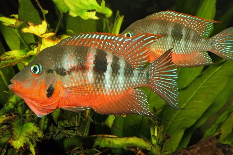 Firemouth Cichlid Vyras ir Moteris
