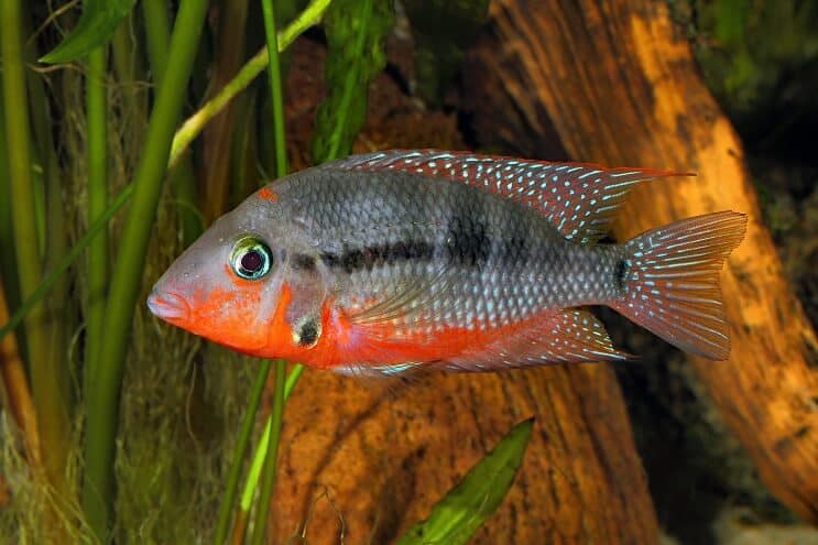 „Firemouth Cichlid“ plaukimas