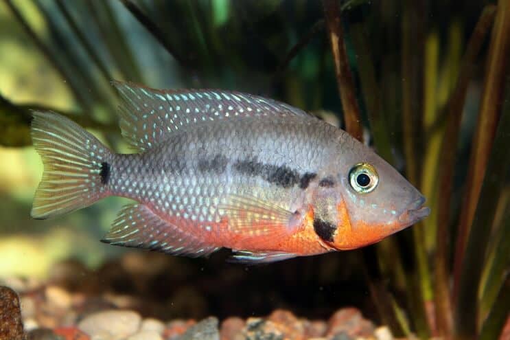 Firemouth Cichlid maitinimas