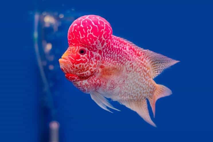 Flowerhorn Cichlid apžvalga