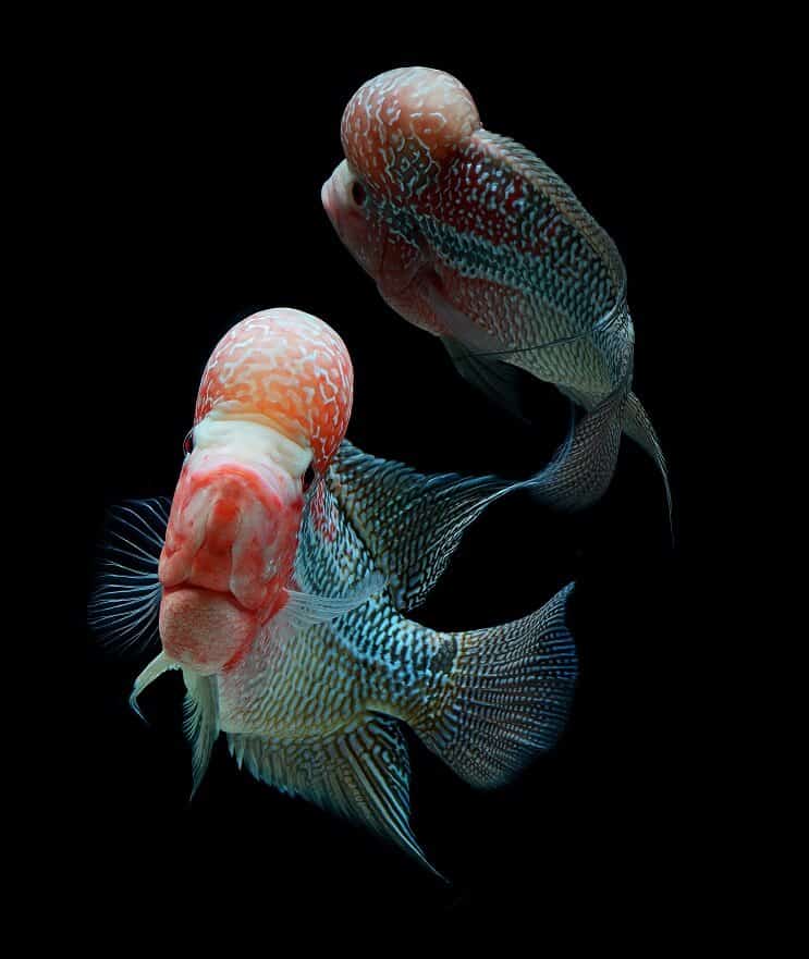 „Flowerhorn Cichlid“ tankų draugai
