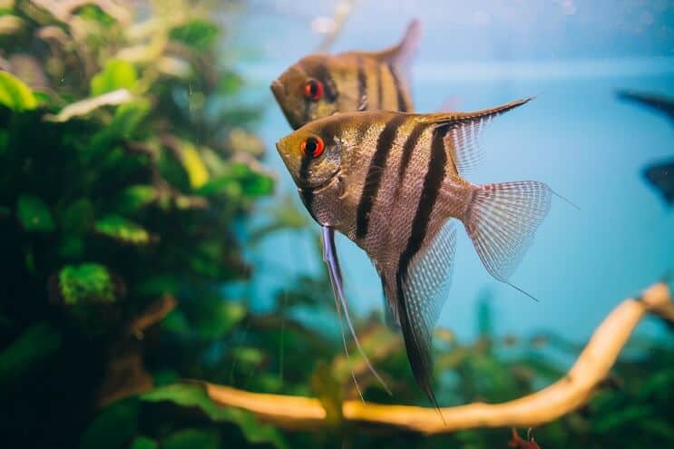 Angelfish