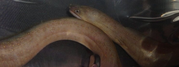 Gėlo vandens snaigės ungurys