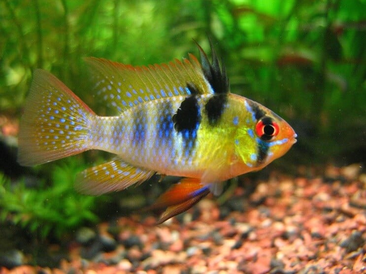 Vokietijos „Blue Ram“ plaukimas