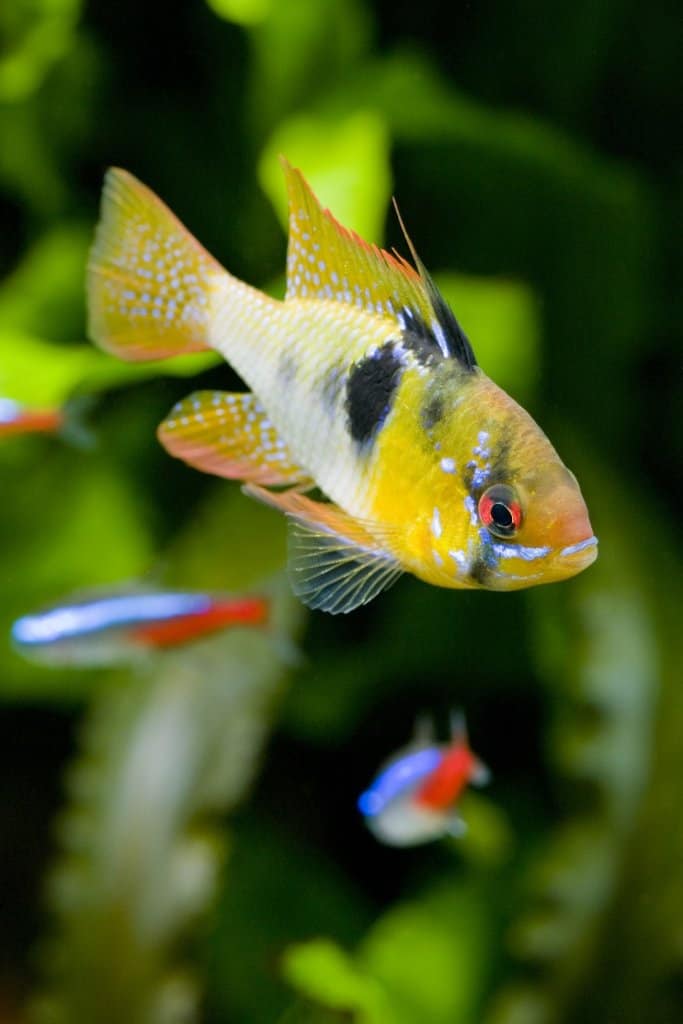 Vokietijos „Blue Ram“ tankų draugai