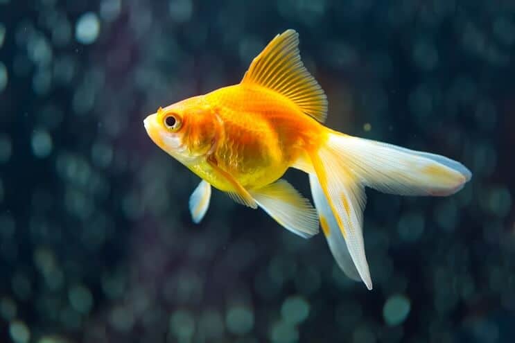 „Fantail Goldfish“