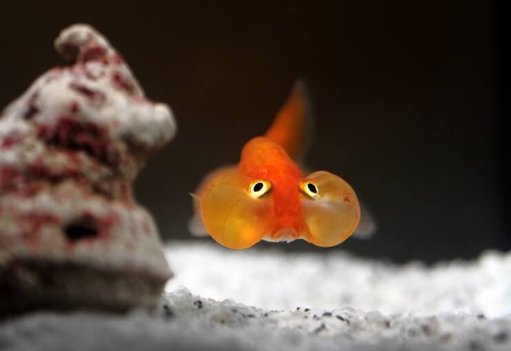 „Bubble Eye Goldfish“