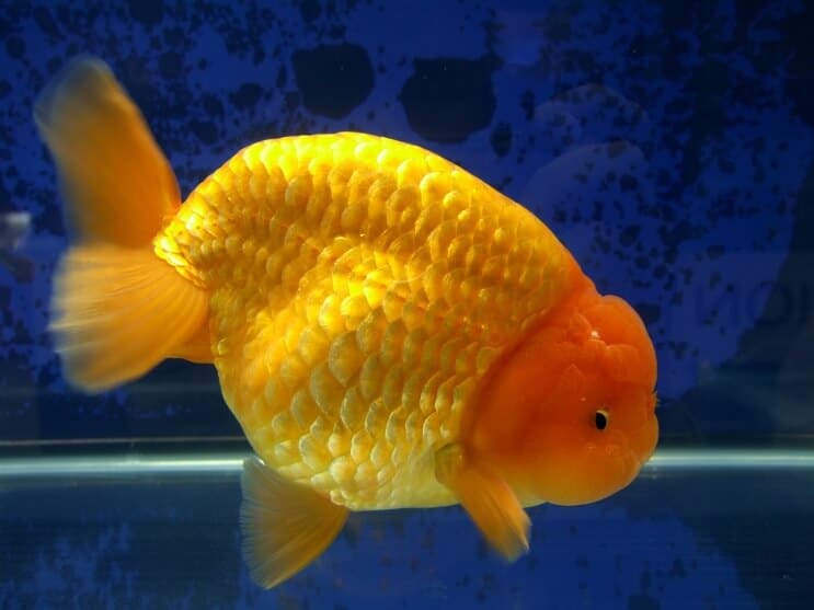 Ranchu auksinė žuvelė