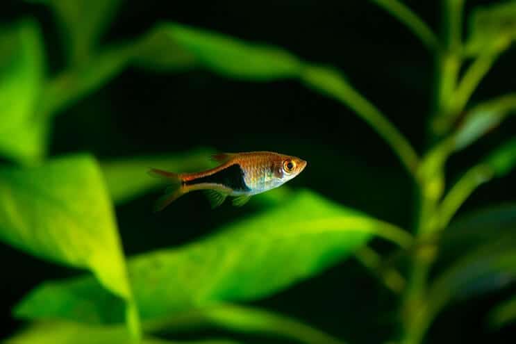Arlekinas Rasbora