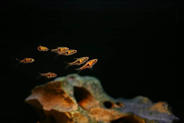 Harlequin Rasbora tankų draugai
