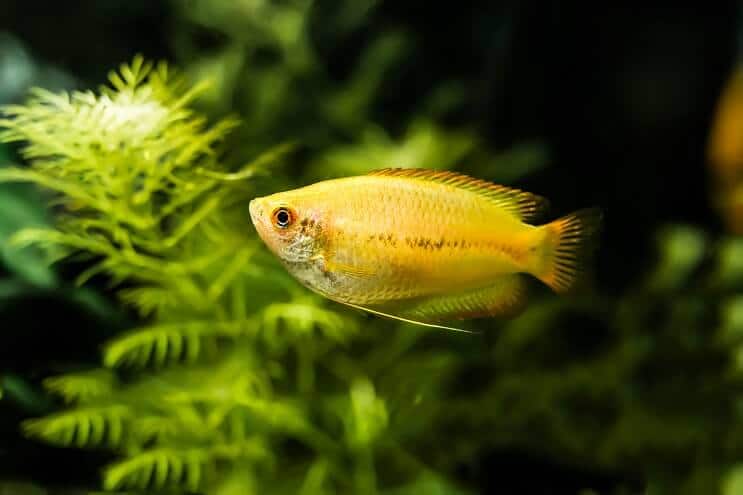 Medaus Gourami išvaizda