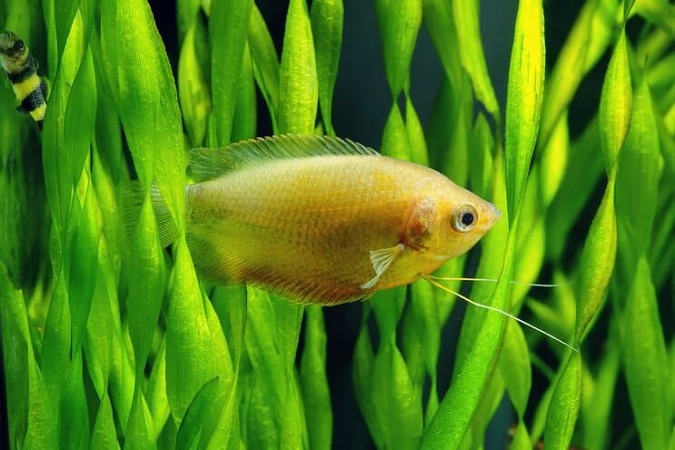 Medaus Gourami priežiūra