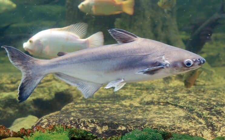 Vilkiantis ryklys