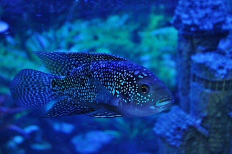 Jackas Dempsey Fish
