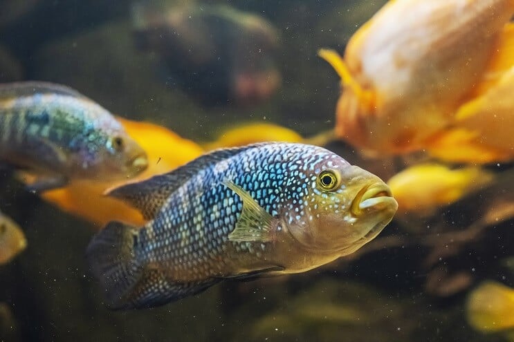 Dvi Jack Dempsey Fish