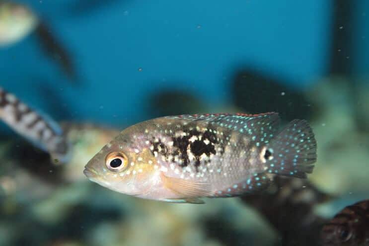 Nepilnamečiai Jack Dempsey Fish