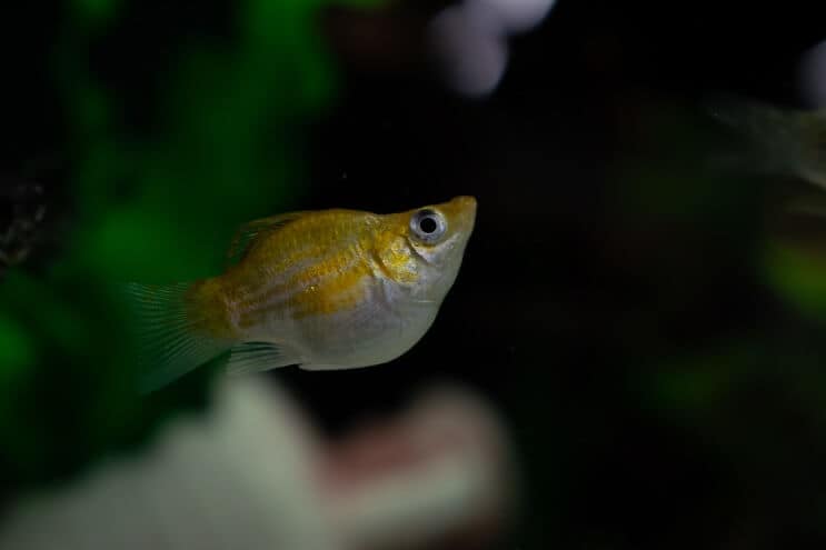 Balionas Molly Fish