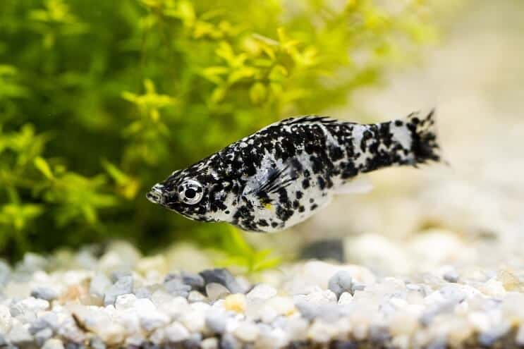 Dalmatija Molly Fish