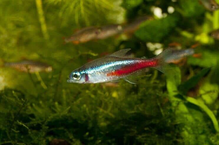 „Neon Tetra“