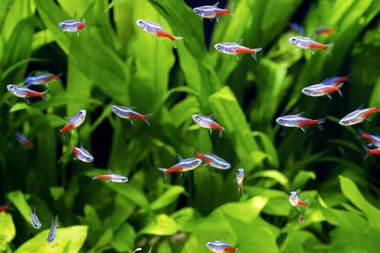 Neonas Tetra Šoalas