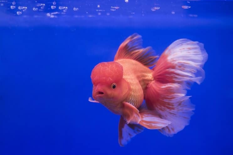 Oranda auksinė žuvelė