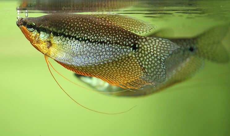 „Pearl Gourami“ išvaizda