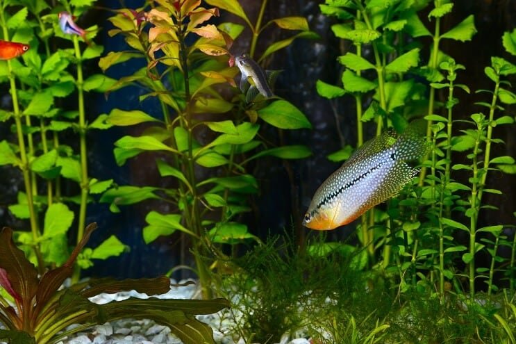 Perlas Gouramis akvariume