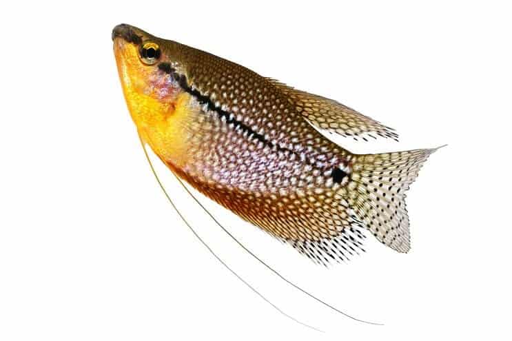 „Pearl Gourami“ iš arti