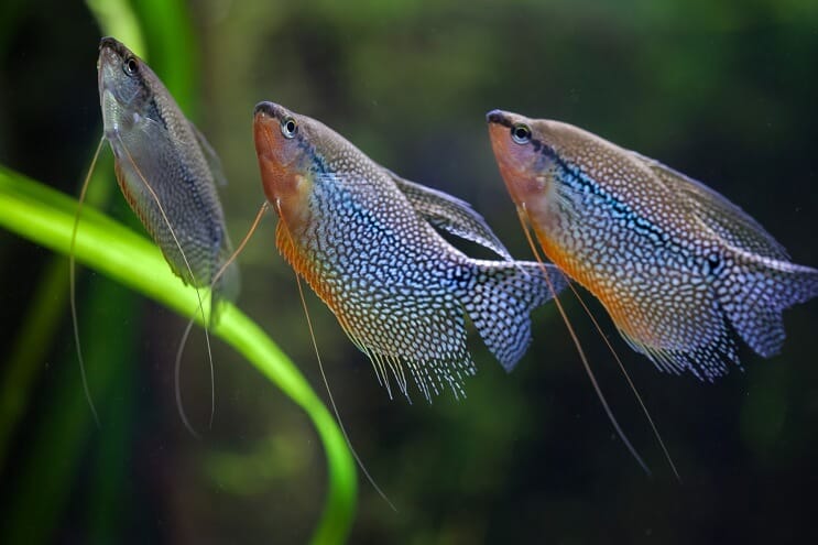„Pearl Gourami“ grupė
