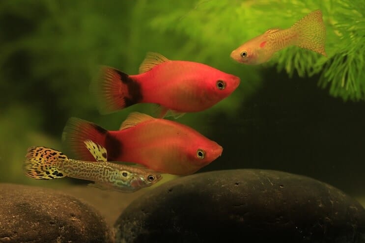 Guppy ir Platy