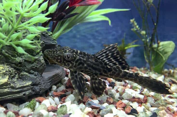 Plecostomus apžvalga