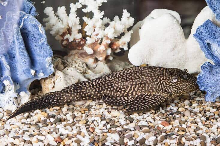 Paprastasis Pleco