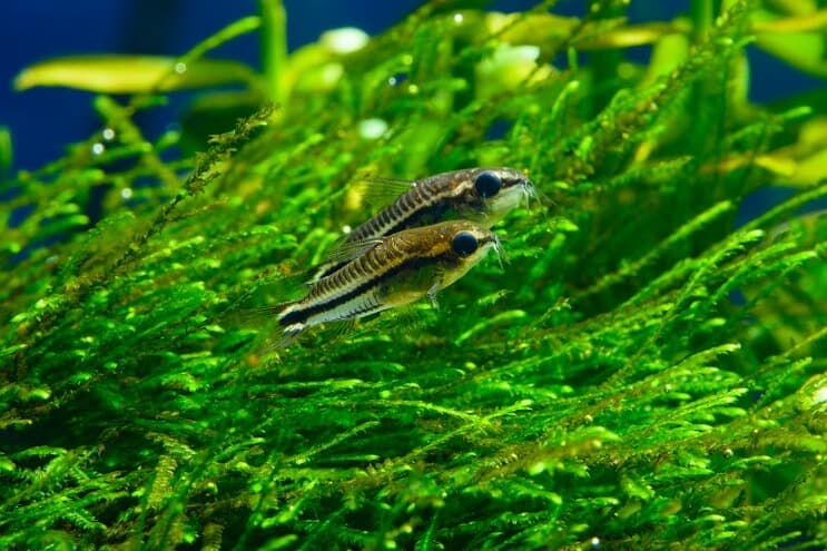 Pygmy Cory priežiūra