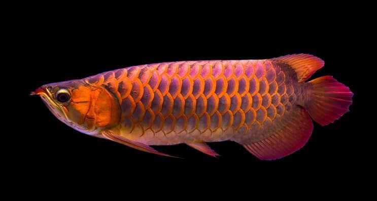 Raudonosios Arovanos dieta