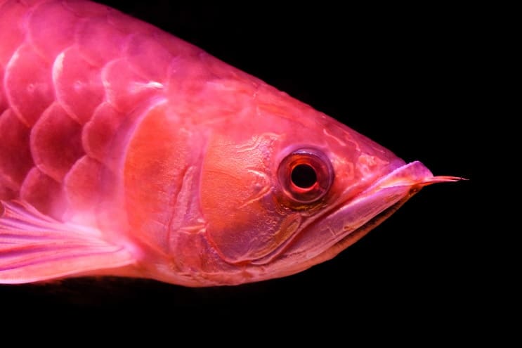 „Red Arowana Care“